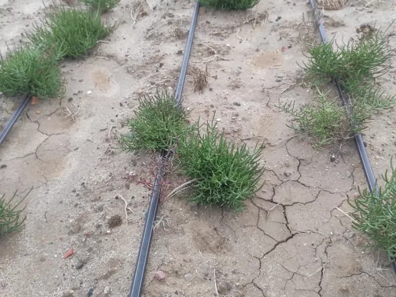 Salicornia miniatura 3