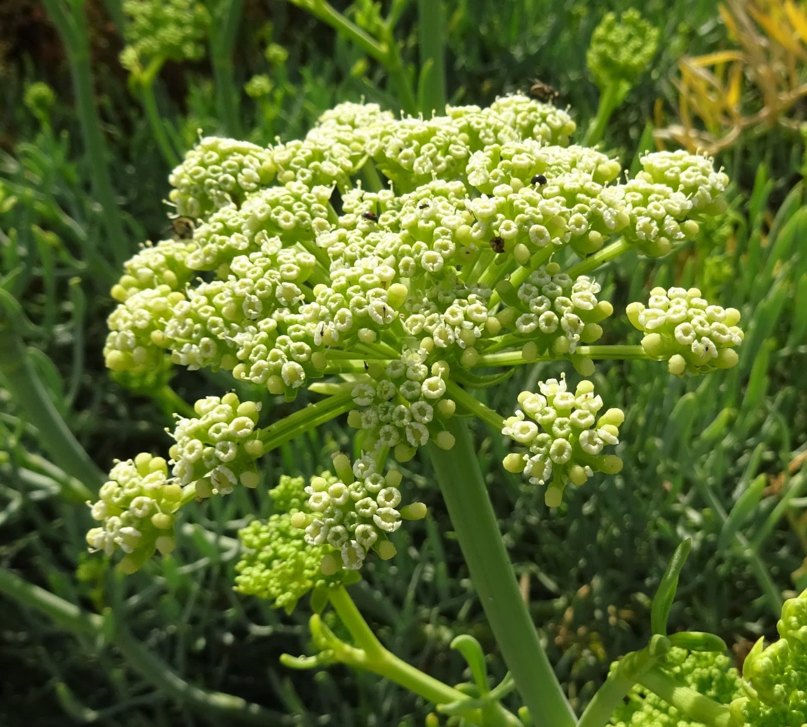 Detalle de Crithmum maritimum