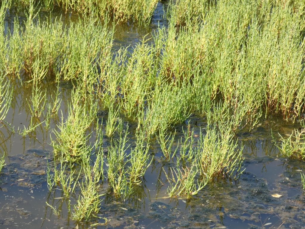 Salicornia creciendo en su hábitat