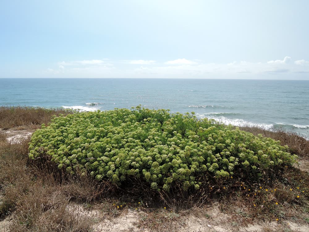 Porte general de Crithmum maritimum