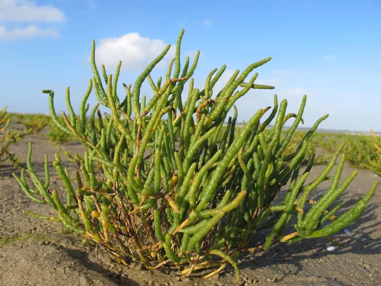 Salicornia