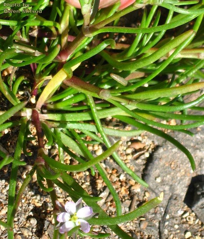 Detalle de tallos, hojas carnosas y flor de espergularia marina