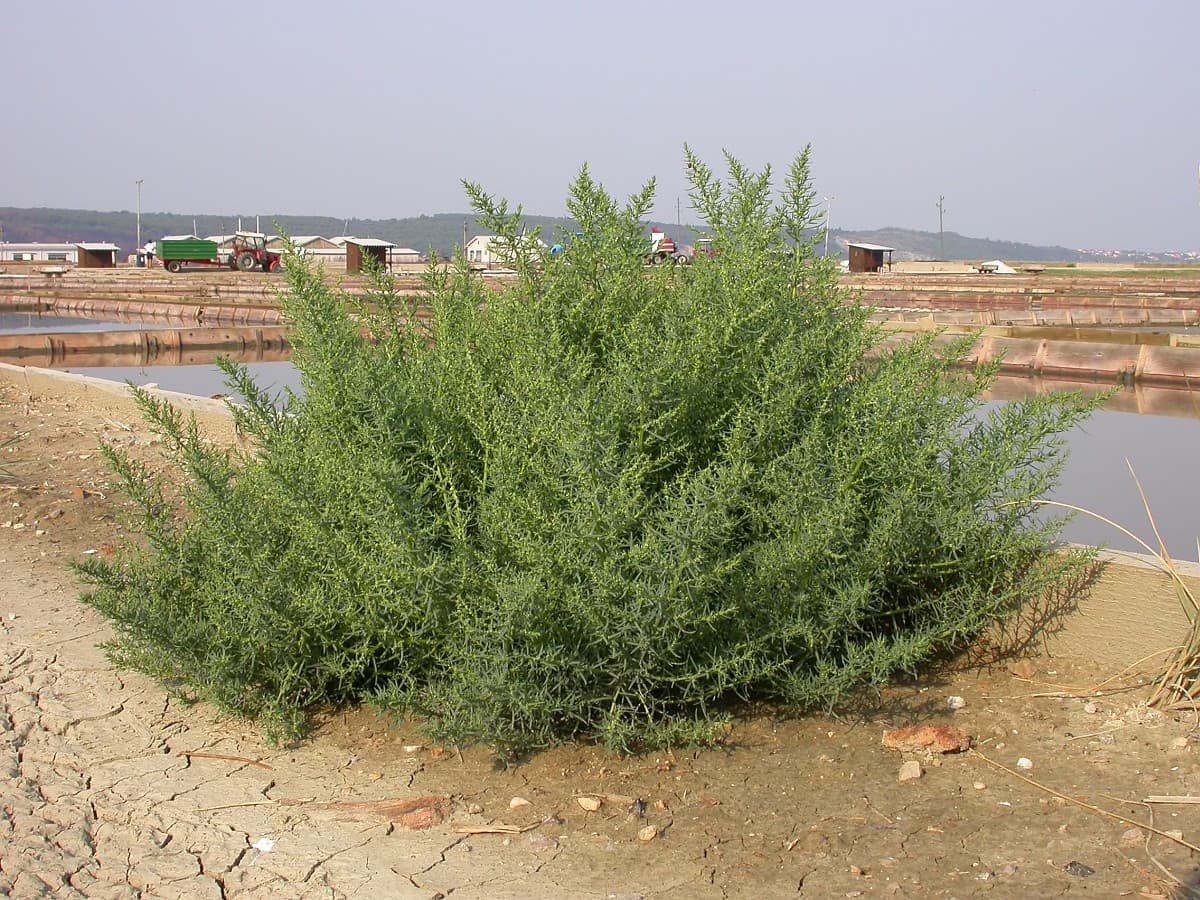 Suaeda maritima creciendo en un ambiente salino junto a salinas