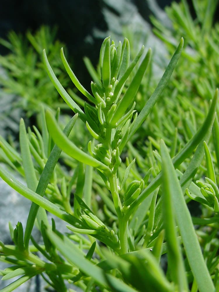 Detalle de brotes y hojas de Suaeda maritima