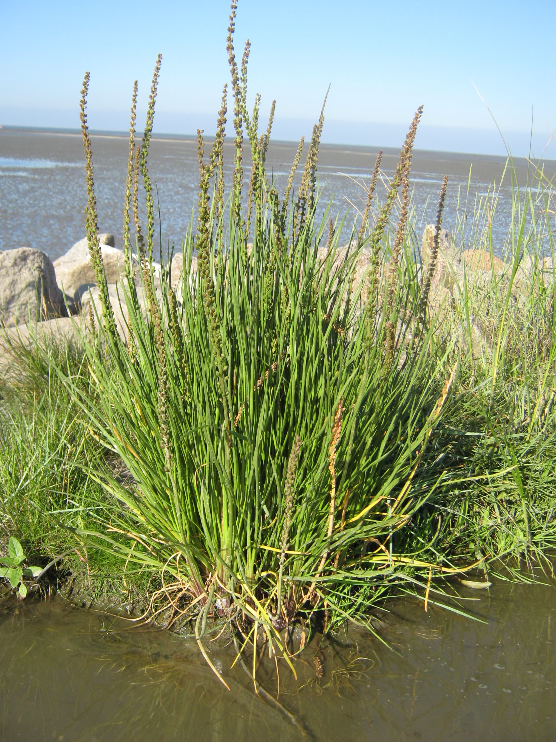 Junquillo de mar creciendo junto al agua en un ambiente litoral salino