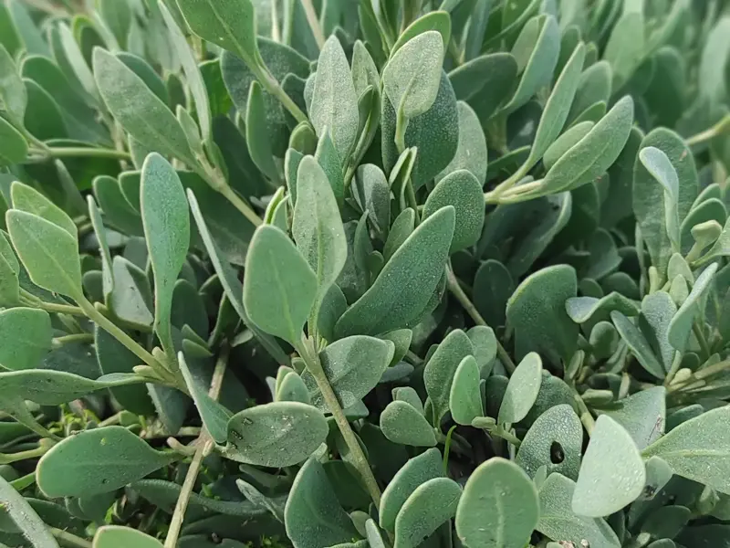 Imagen de Verdolaga marina