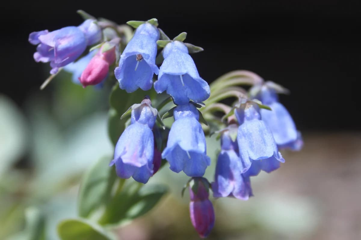 Detalle de Mertensia maritima