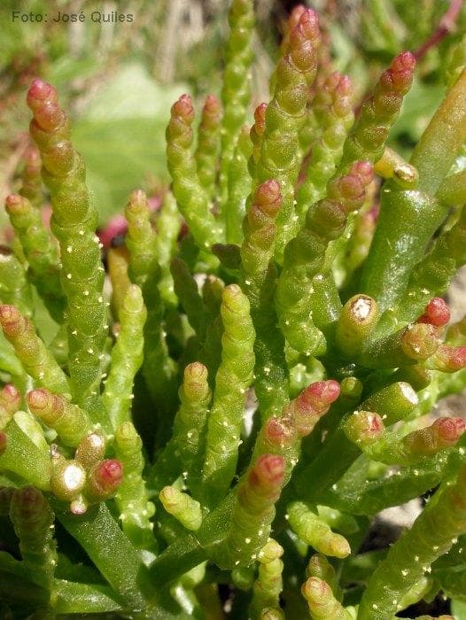 Detalle de los tallos de salicornia