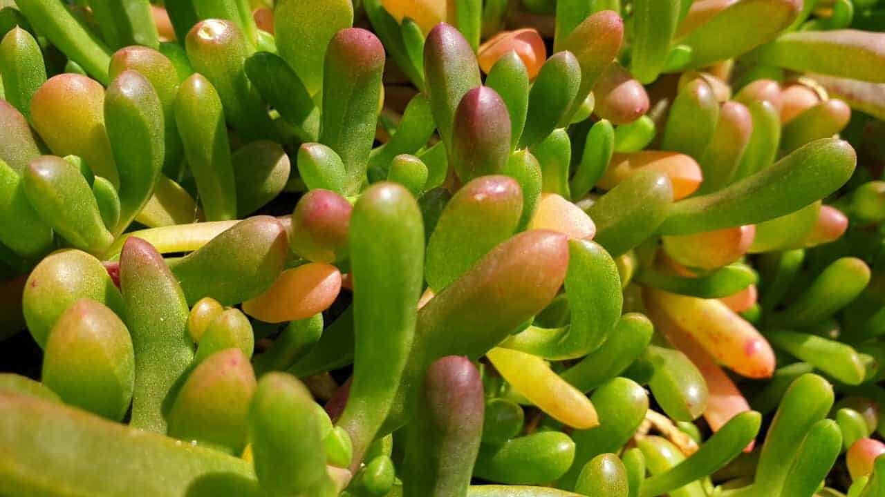 Detalle de Disphyma crassifolium