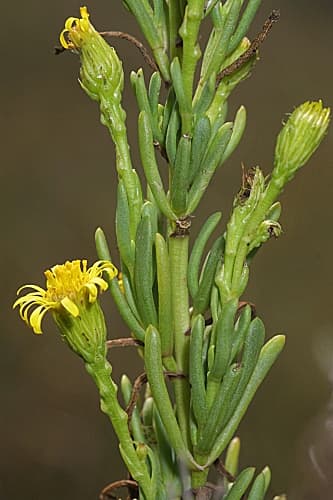 Detalle de Inula crithmoides