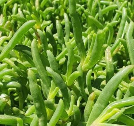 Detalle de Carpobrotus rossii