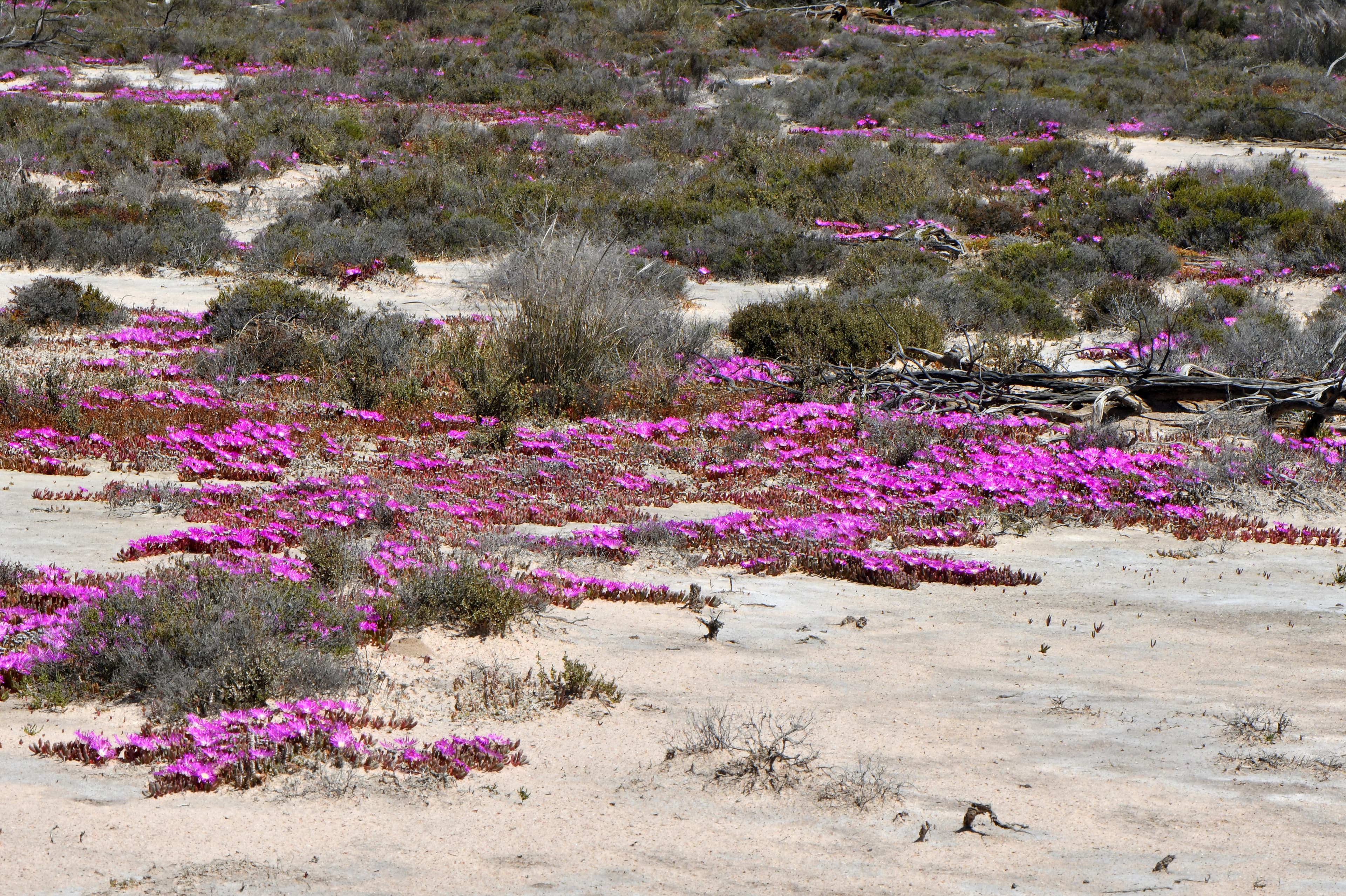 Disphyma crassifolium creciendo en su hábitat