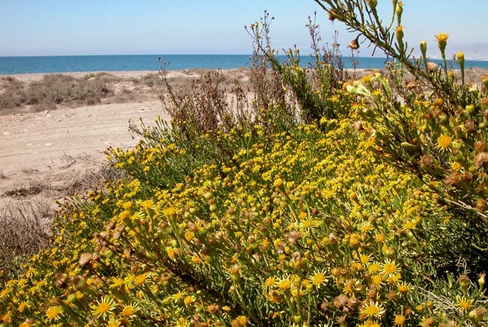 Inula crithmoides creciendo en su hábitat