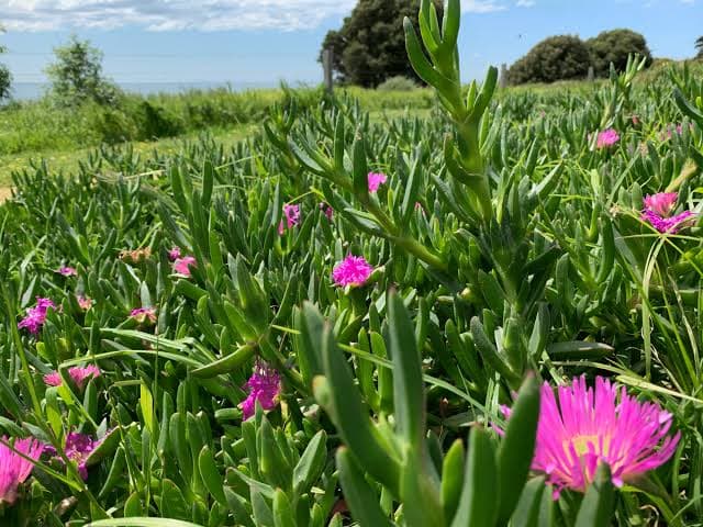 Carpobrotus rossii creciendo en su hábitat