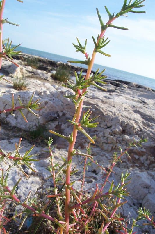 Salsola soda creciendo en su hábitat