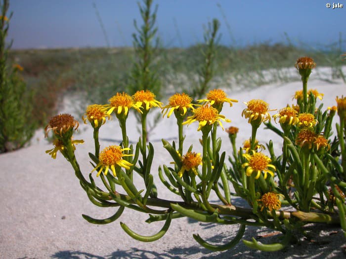 Porte general de Inula crithmoides