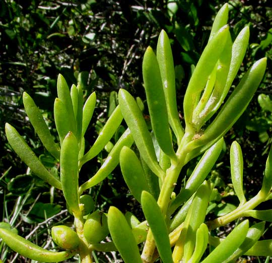 Detalle de Batis maritima