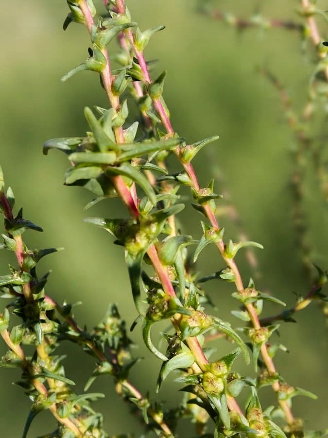 Salsola soda