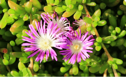 Carpobrotus rossii