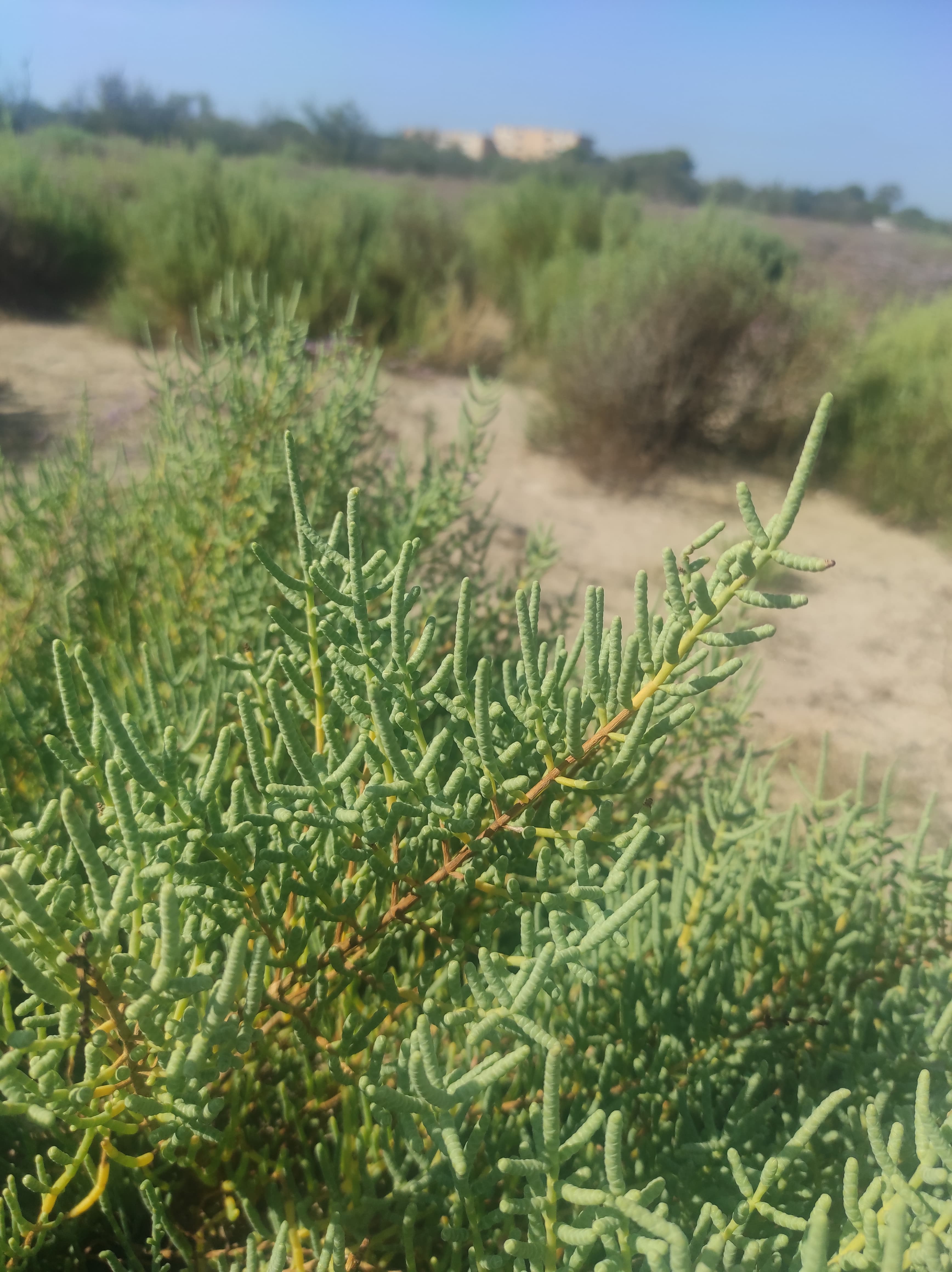 Sarcocornia