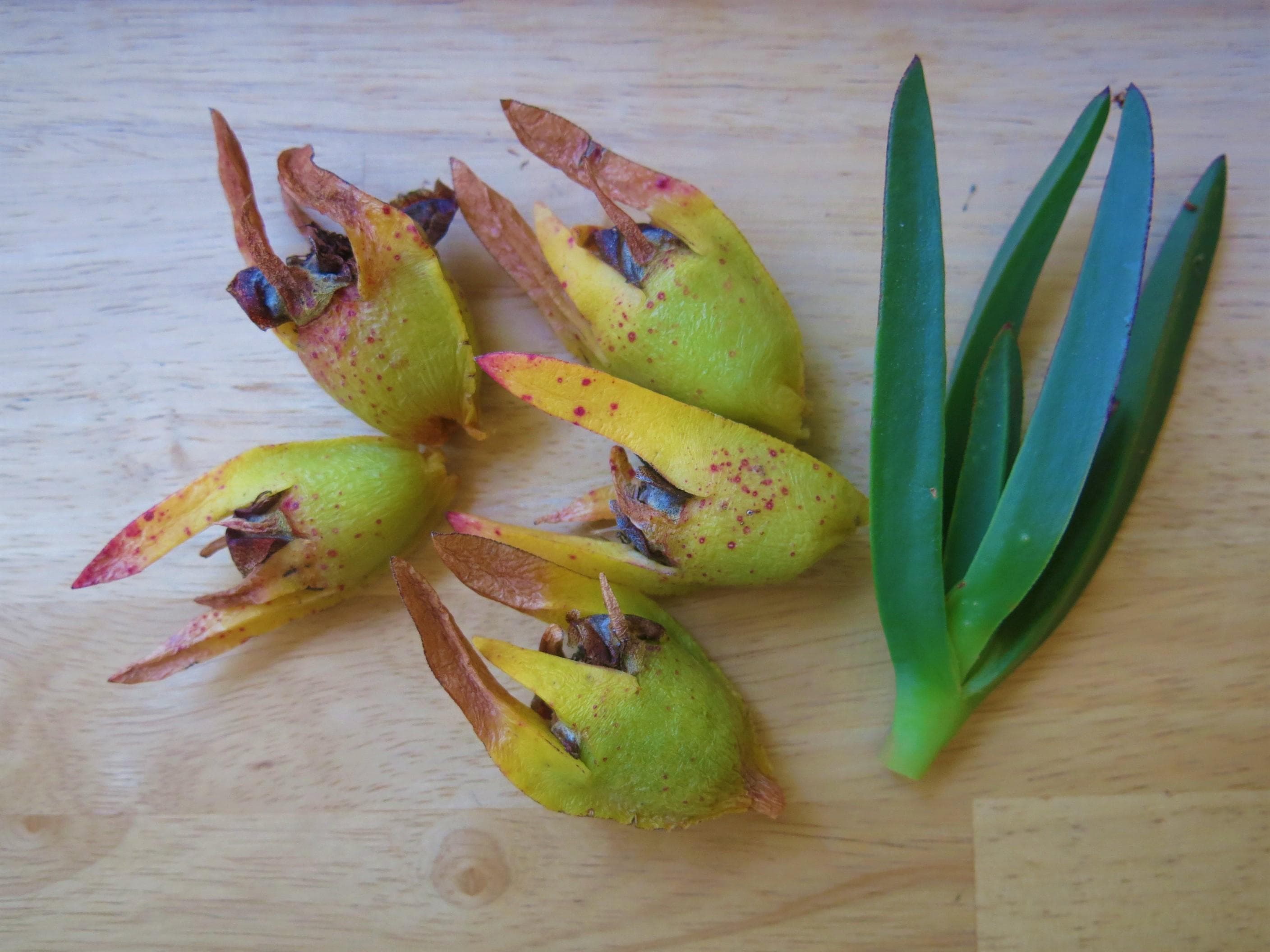 Frutos y hojas de Carpobrotus
