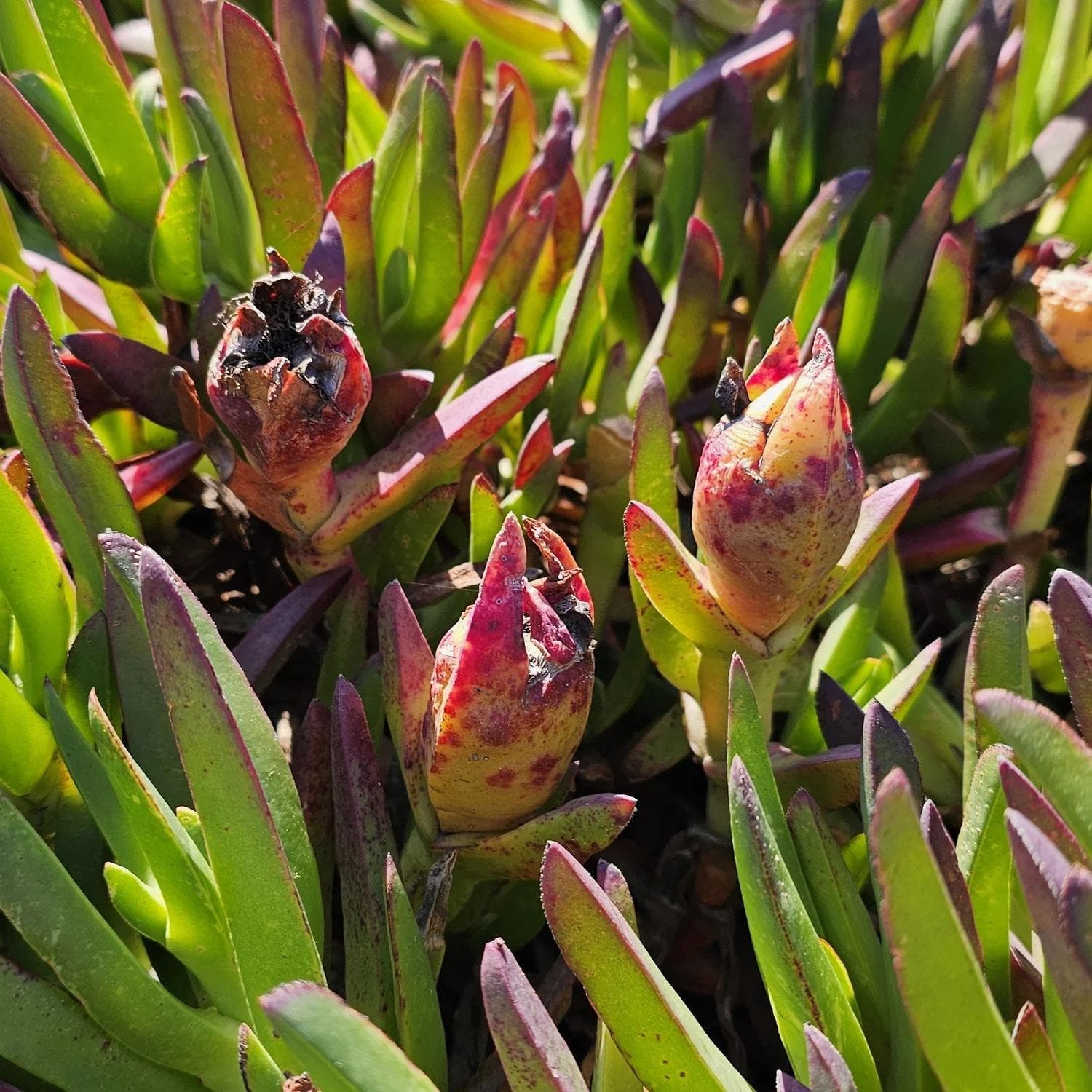 Frutos de Carpobrotus en la planta