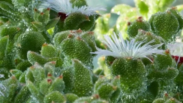 Imagen de la receta Ficoide glacial en preparación fresca