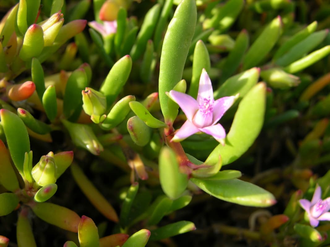 Detalle de la flor y las hojas carnosas de Sesuvium portulacastrum