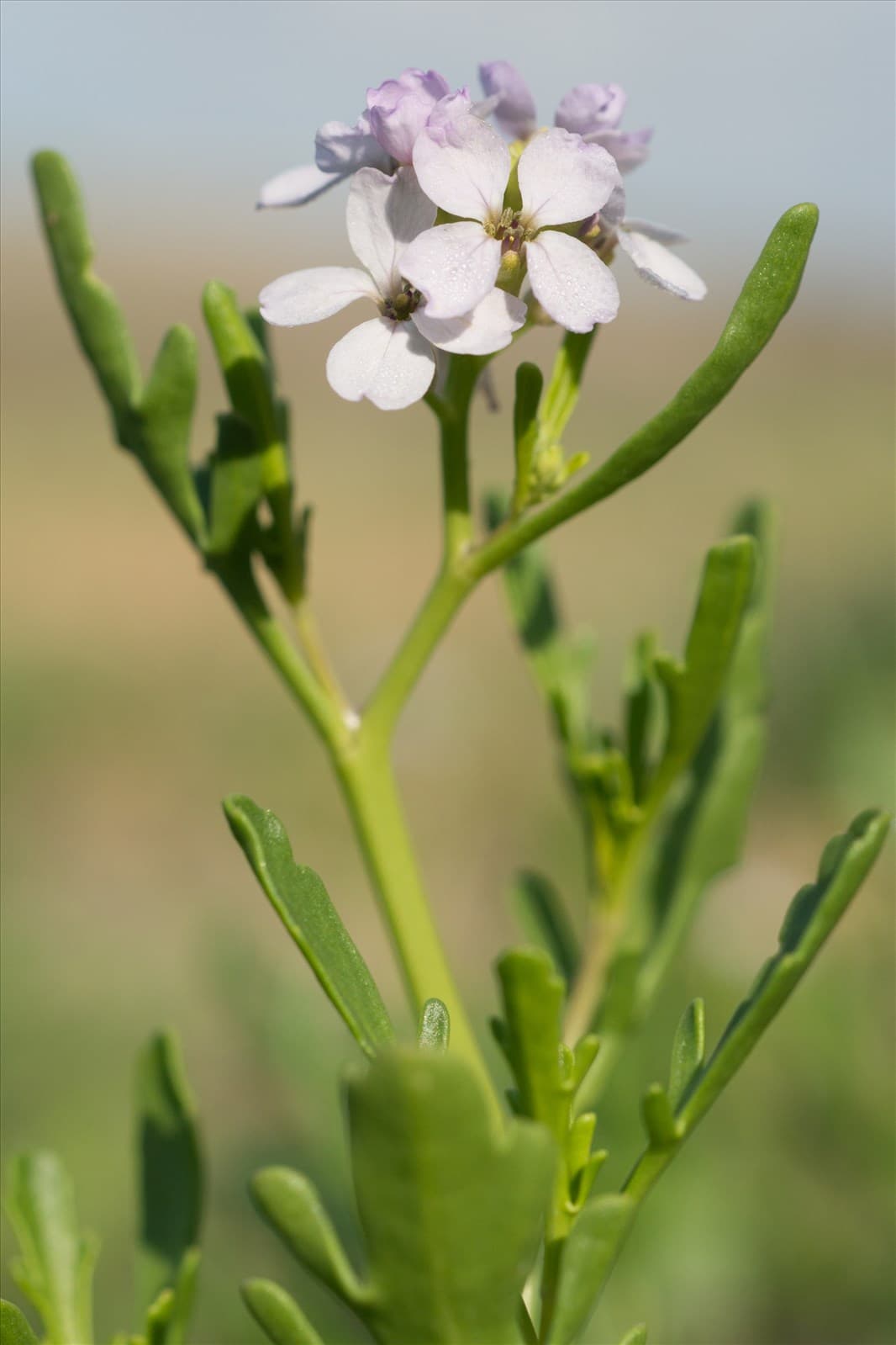 Flores y hojas de Cakile maritima