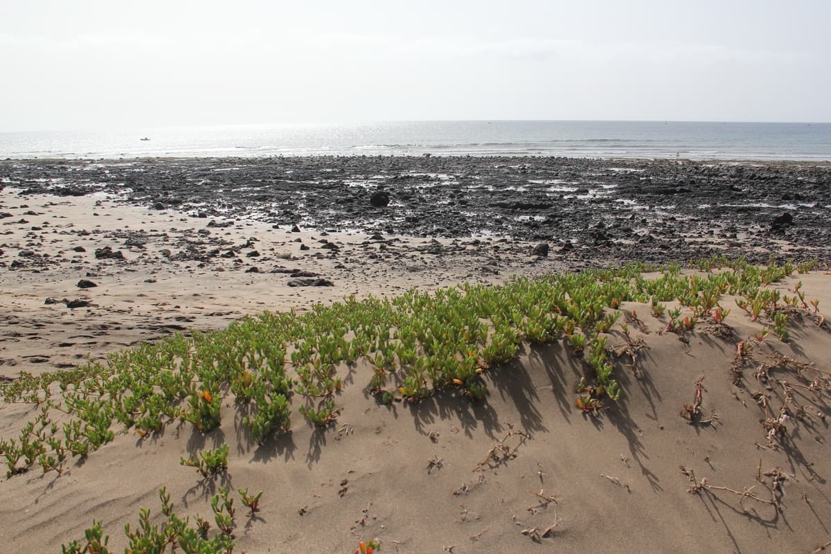 Sesuvium portulacastrum formando tapices sobre arena junto al litoral