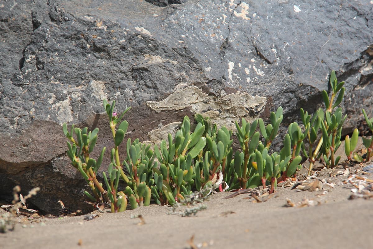 Porte rastrero de Sesuvium portulacastrum